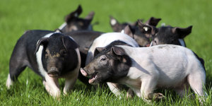 Schwarz-weiße Schweine rennen über eine grüne Wiese