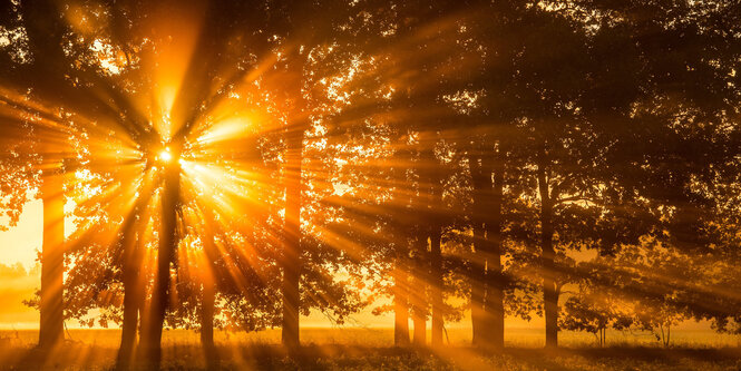 Sonnenstrahlen brechen durch einen Wald