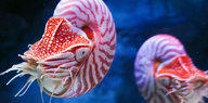 Zwei Nautilusse mit bunten Gehäusen schwimmen im Wasser