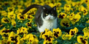Eine schwarz-weiße Katze sitzt in einem Feld gelb-schwarzer Stiefmütterchen