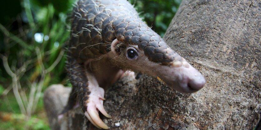 Ein Pangolin guckt hinter einem Baumstamm hervor