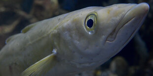 Ein Dorsch schwimmt in einem Aquarium