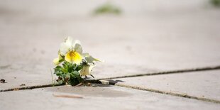 Ein gelb blühendes Veilchen wächst zwischen zwei Pflastersteinen hervor.