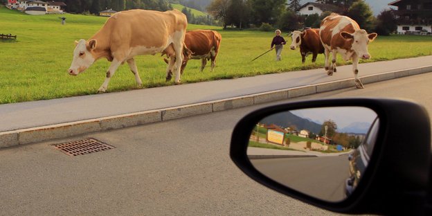 Kühe auf einer Wiese und der Seitenspiegel eines Autos