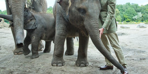 Elefantin knabbert mit Lippe an Schuh vom Zoodirektor
