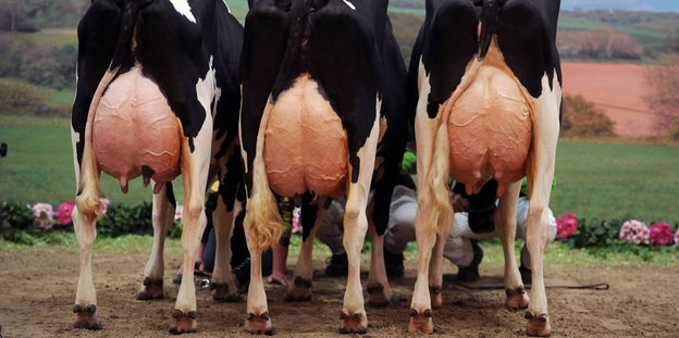 Drei schwarz-weiße Kühe stehen in einer Reihe. Von hinten sind ihre Euter zu sehen