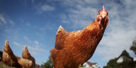 Hühner laufen auf dem Biobauernhof in Wehrheim durchs Freigehege