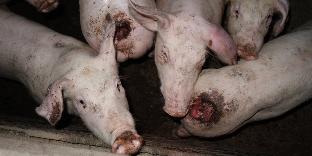 Verletzte Schweine mit abgebissenen Schwänzen in einem Stall
