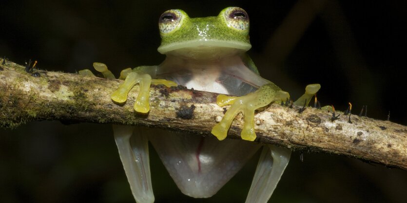 ein kleiner grüner Frosch hängt an einem Ast