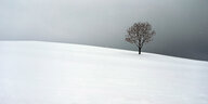 Ein kahler Baum steht verlassen im Schnee, der Himmel ist grau