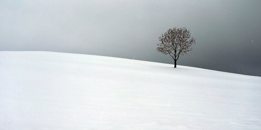 Ein kahler Baum steht verlassen im Schnee, der Himmel ist grau