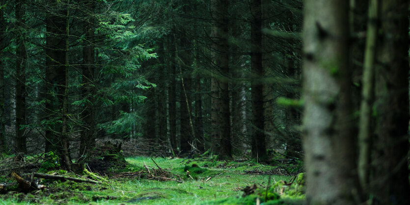 Eine grüne Wiese in einem Wald