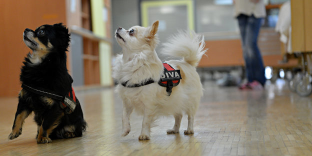 Ein brauner und ein weißer Chihuahuas Teil sitzen auf dem Boden und schauen nach links Ein brauner und ein weißer Chihuahuas Teil sitzen auf dem Boden und schauen nach links