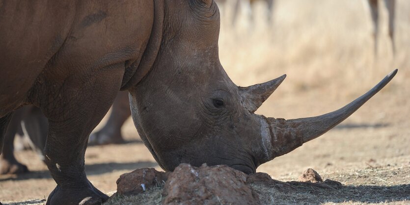 Ein Nashorn auf trockenem Steppenboden, im Hintergrund weitere Tiere