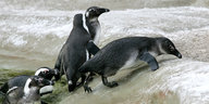 Pinguine versuchen ein vereistes Ufer zu erklimmen