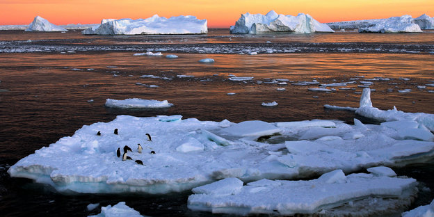Pinguine sitzen auf einer Eisscholle im Internet