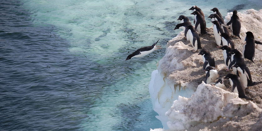 Pinguine springen im antarktischen Rossmeer ins Wasser