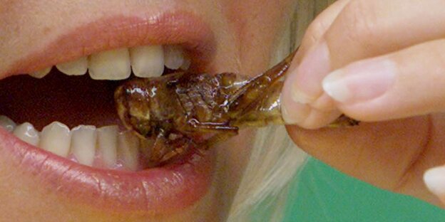 Ein Mund: Die Zähne beißen in ein geröstetes Insekt