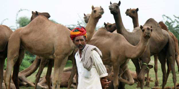 Ein Mann steht vor einer Gruppe Kamele