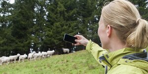 Eine Frau macht ein Handyfoto von Schafen