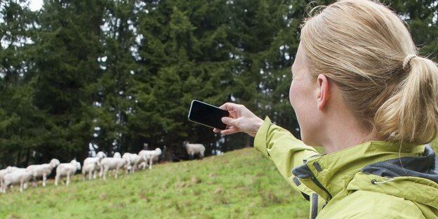 Eine Frau macht ein Handyfoto von Schafen
