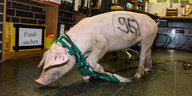 Ein Schwein mit Hannover-96 Schal
