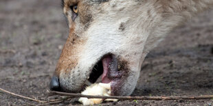 Wolf frisst ein Küken