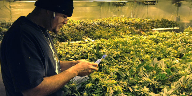 Ein Mann steht vor Tischen voller Marihuana-Pflanzen