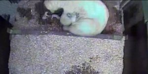 Zwei Eisbär-Babys im Berliner Tierpark