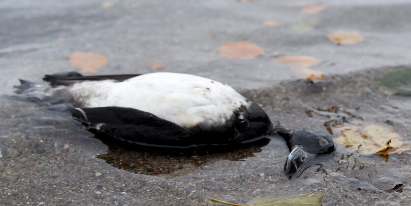 Toter Vogel am Strand