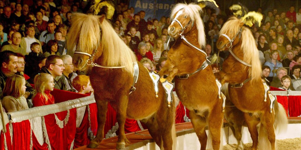 Drei Zirkuspferde in der Manege