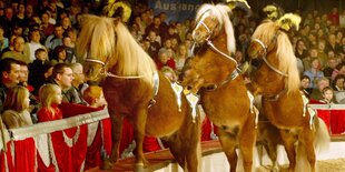 Drei Zirkuspferde in der Manege