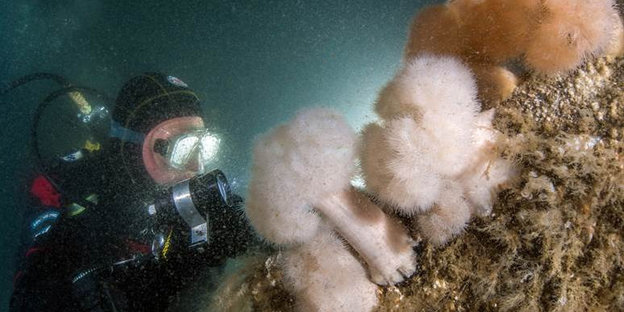 Ein Taucher untersucht ein vor acht Jahren von Greenpeace vor Sylt angelegtes künstliches Riff.