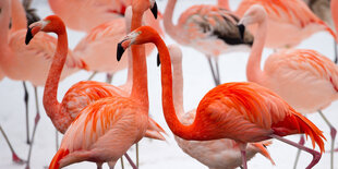 Flamingos stehen im Hamburger Tierpark Hagenbeck an einem Teich