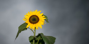 Eine Sonnenblume steht einzeln vor grauem Himmel