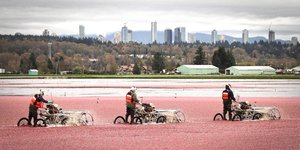 Drei Menschen ernten Cranberrys in der Nähe von Vancouver