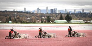 Drei Menschen ernten Cranberrys in der Nähe von Vancouver