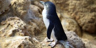 Zwergpinguin mit schwarzem Rücken und weißen Bauchpelz steht auf einem kleinen Felsen.