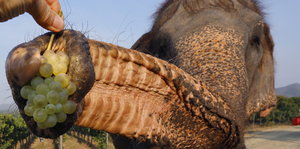 Ein Elefantenrüssel in Nahaufnahme