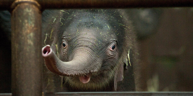 ein Babyelefant