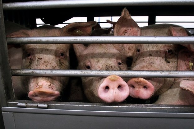 Schweine schieben ihre Schnauzen durch die Gitterstäbe eines Viehtransporters