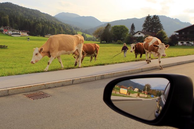 Jemand schaut aus dem Auto heraus auf eine Landschaft mit Kühen