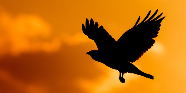 Ein schwarzer Vogel fliegt vor gelben Hintergrund