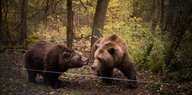 zwei Braunbären im Wald