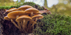 Eine Pilzgruppe wächst an einem moosigen Vorsprung