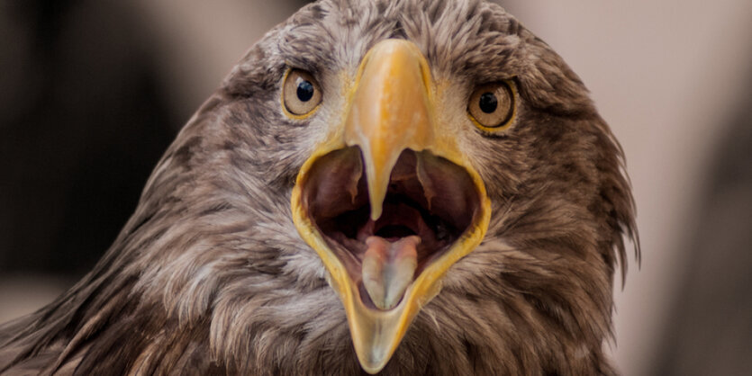 Ein Seeadler mit offenem Schnabel