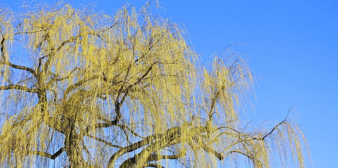 Ein goldeneTrauerweide