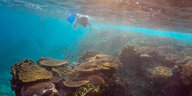Ein Taucher schwimmt über das Great Barrier Reef