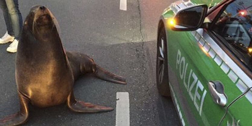 Seehund neben Polizeiauto