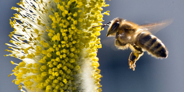 Eine Biene schwebt vor einem Weidekätzchen